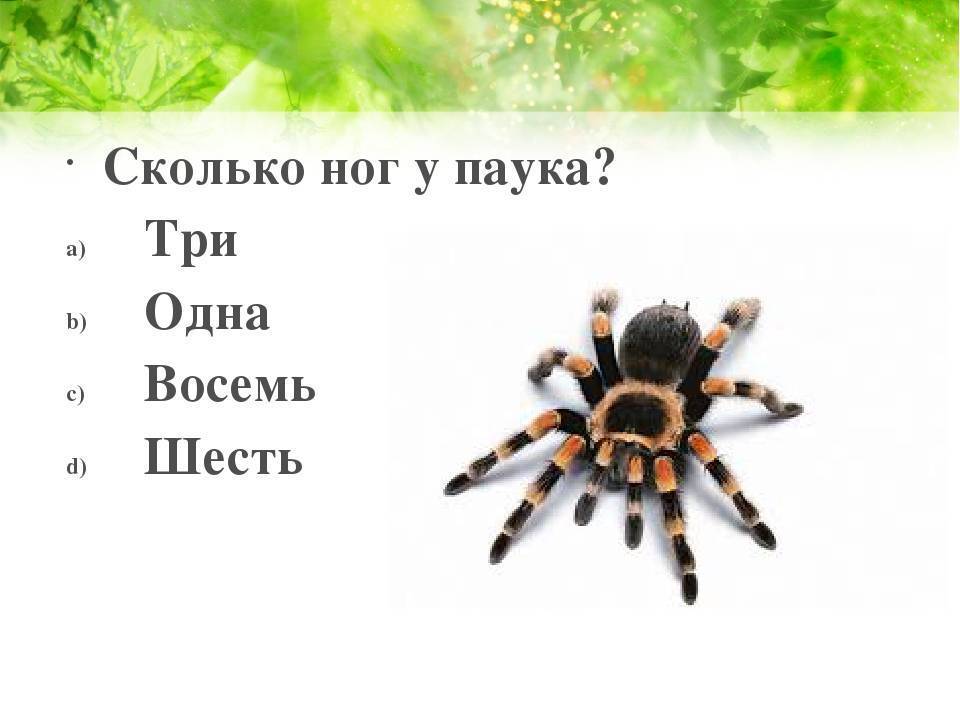 Сколько ног у паука, какие лапы для чего нужны, от чего зависит кол-во?