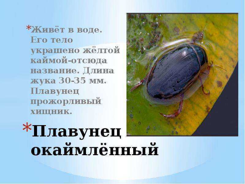 Жук-плавунец: внешний вид и строение, особенности размножения и питания хищных насекомых | buzzbabble.ru