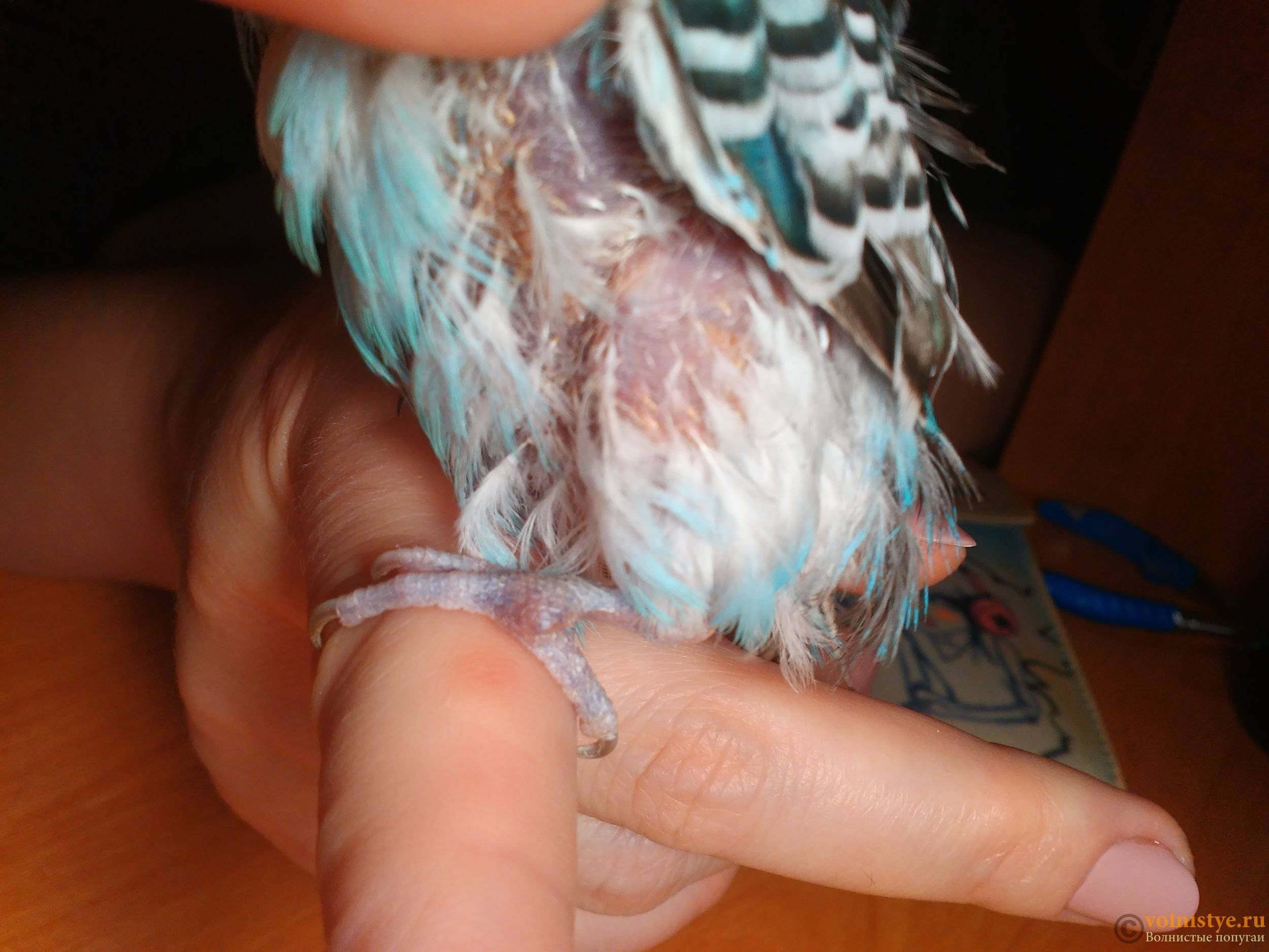 Блохи у волнистых попугаев: пути заражения, лечение