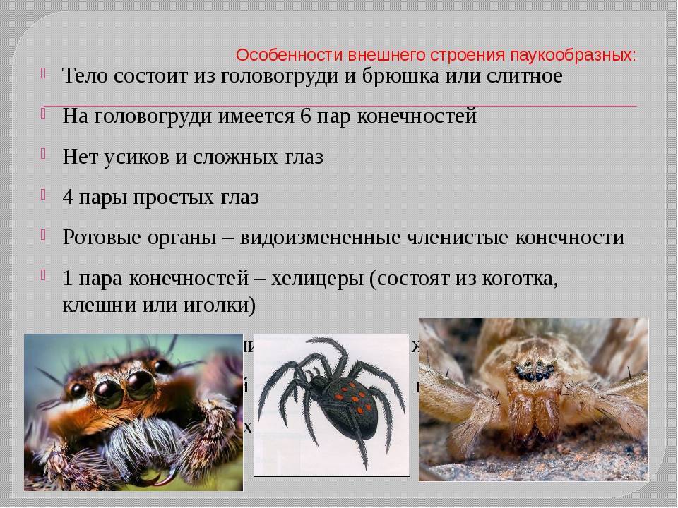 Виды пауков. описание, названия, фото, особенности строения и поведения видов пауков