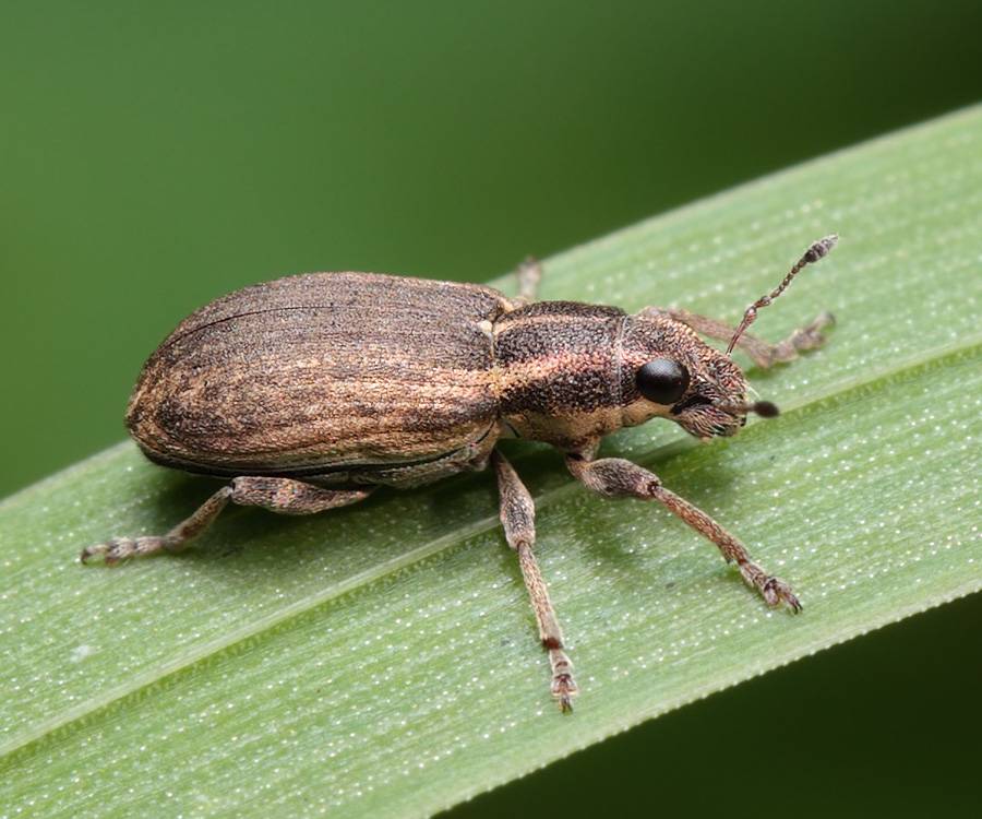 Бронзовка жук. описание, особенности, виды и среда обитания жука бронзовки