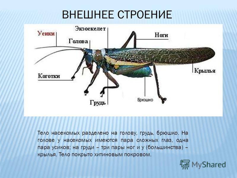 Три пары ног у. Класс насекомые внешнее строение. Строение груди насекомых. Тело насекомых разделено на. Брюшко насекомых.