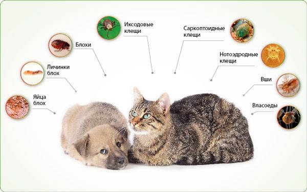 Наружные паразиты у кошек: описание, виды, симптомы, лечение, профилактика