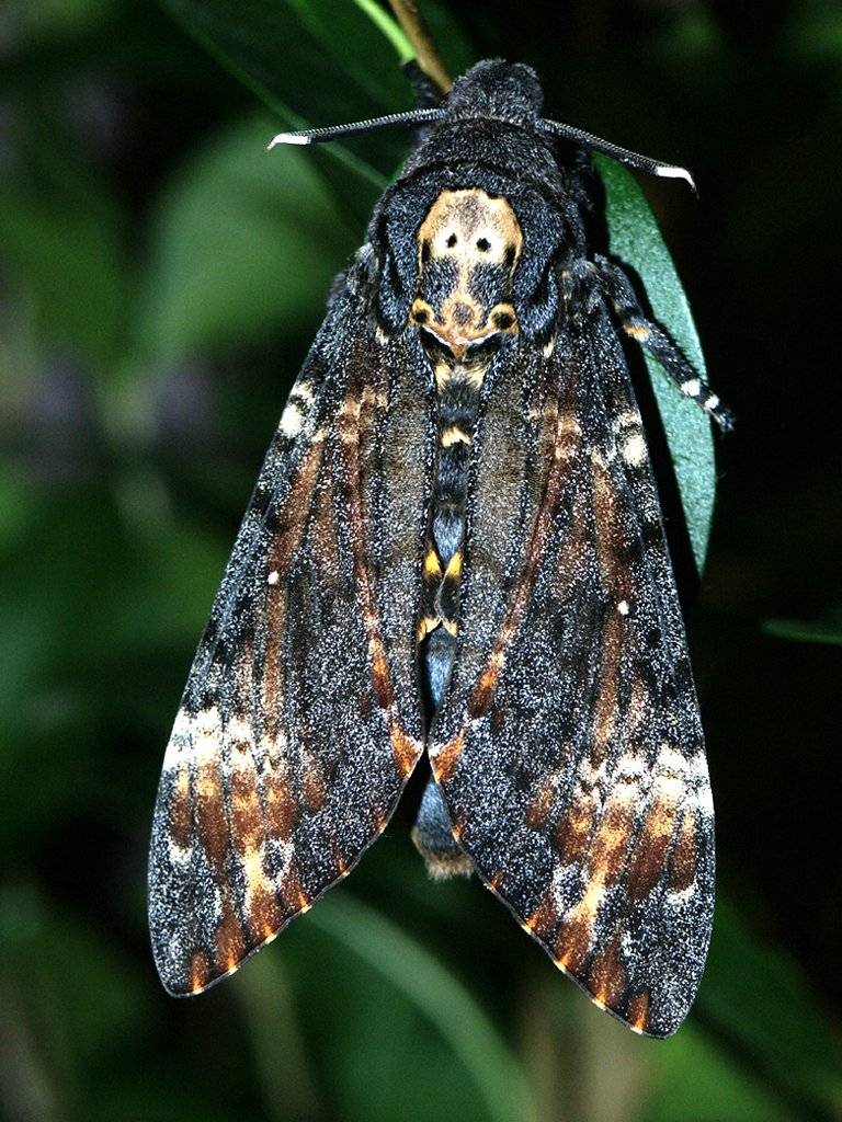 Бабочка мёртвая голова: фото и описание, где обитает, легенды и приметы о необычной бабочке