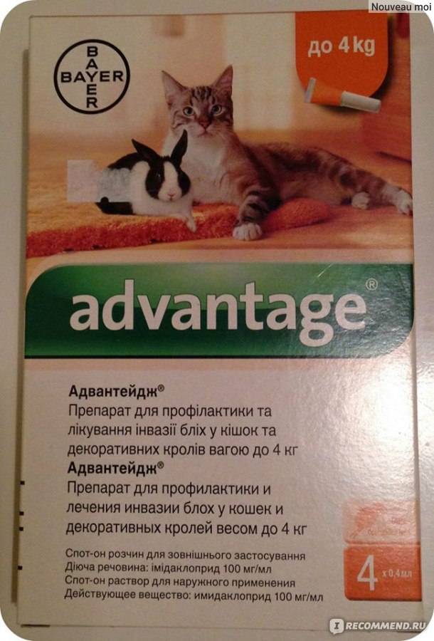 Способ применения капель адвантейдж: дозировка для кошки и котенка