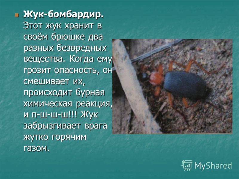 Жук-бомбардир