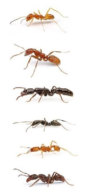 Кто такие летающие крылатые муравьи?