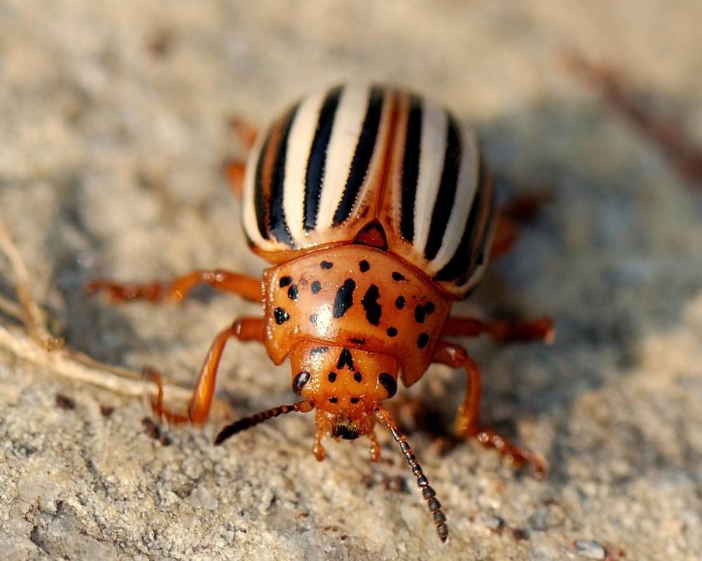 Меры борьбы с колорадским жуком: выбираем и применяет на практике