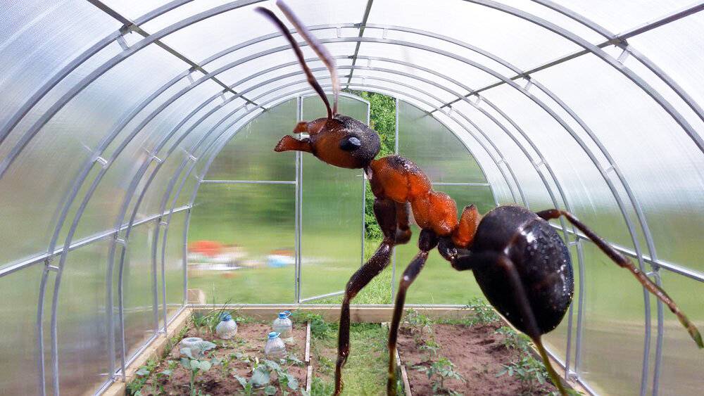 Как навсегда избавиться от муравьев в теплице: меры борьбы, народные средства