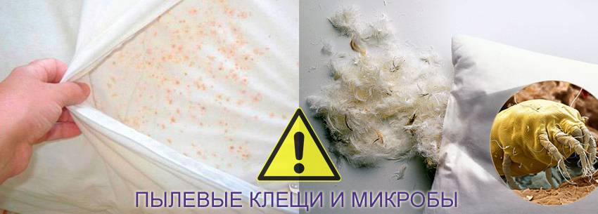 Клещи в подушках (они же подушечные или перьевые): симптомы их наличия и несколько фотографий