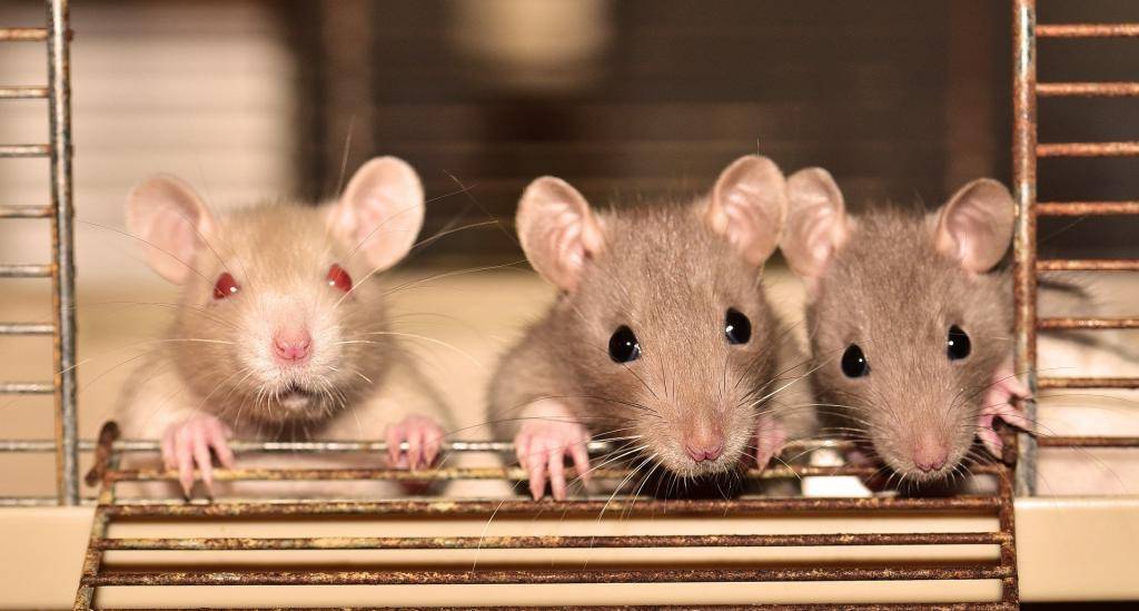 Боязнь мышей и крыс: название, виды, симптомы и лечение фобии