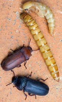 Мучной хрущак: большой и малый жук, как избавиться в квартире