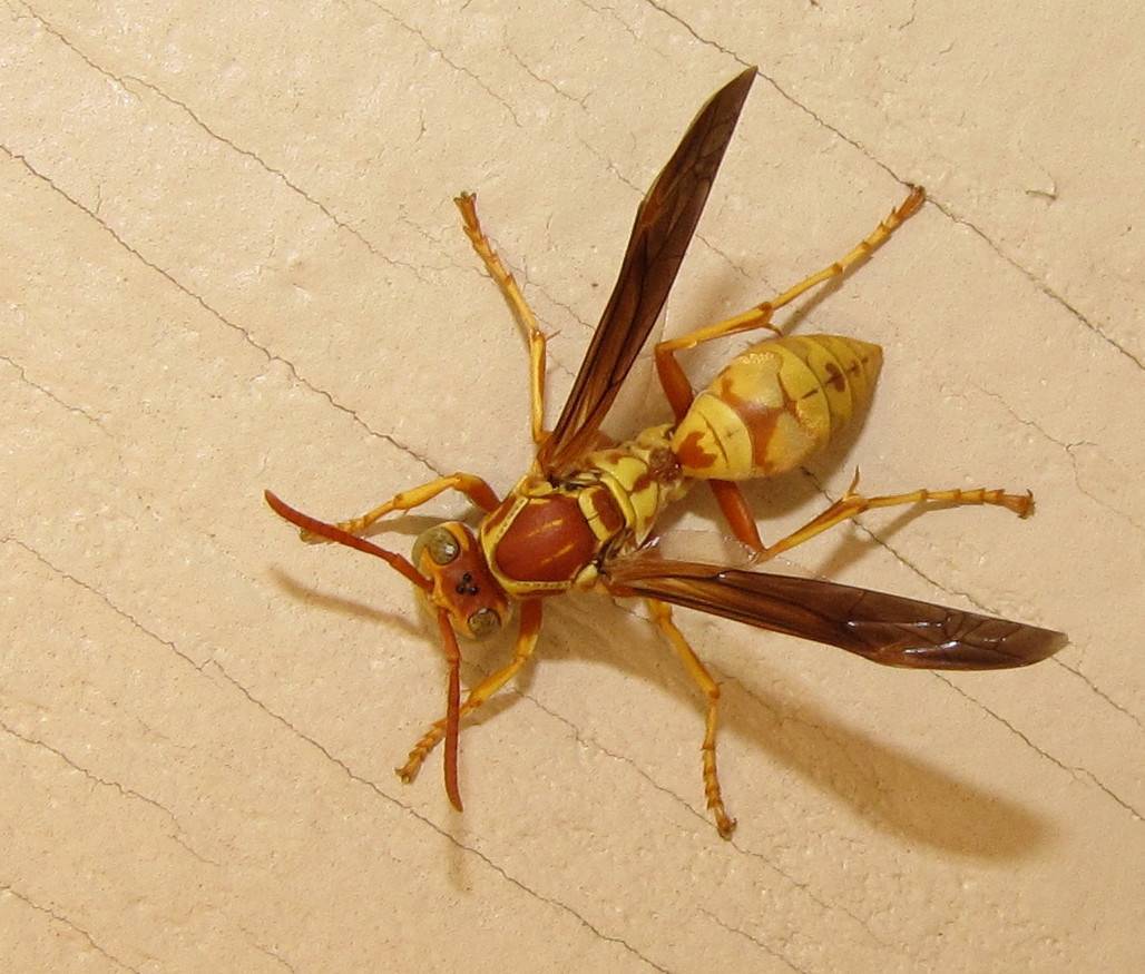 Оса палач: описание и опасность укуса насекомого