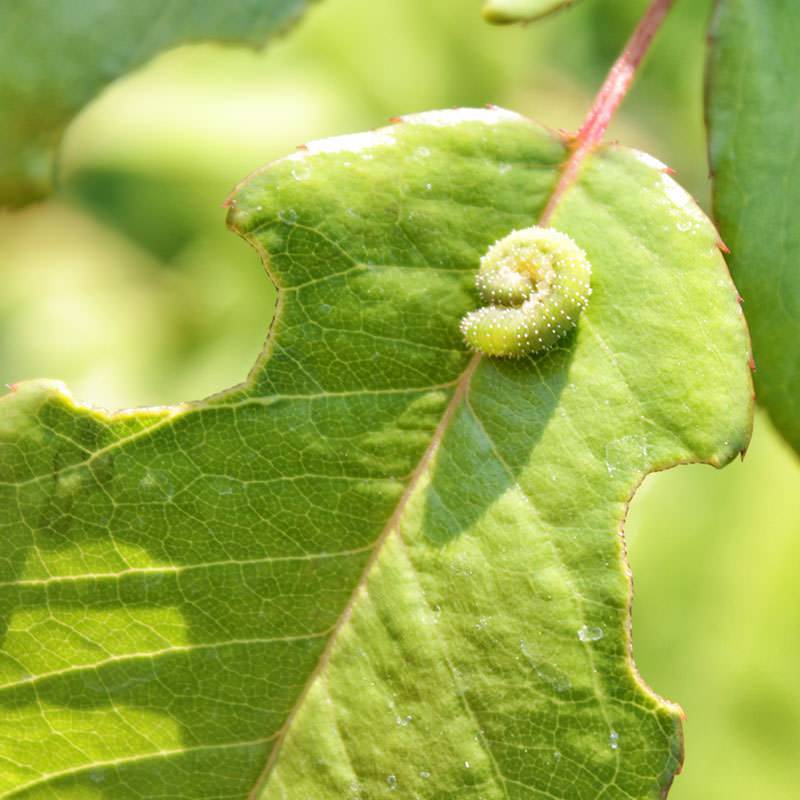 Как бороться с гусеницами на деревьях: химические и народные средства