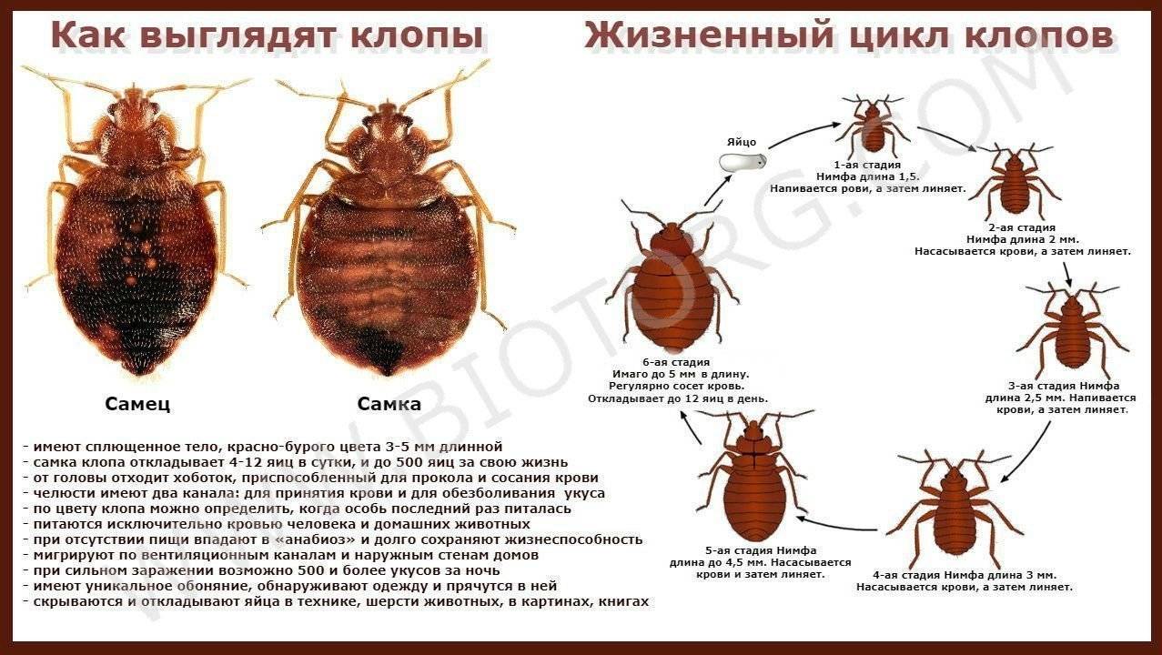 все о мебельных клопах