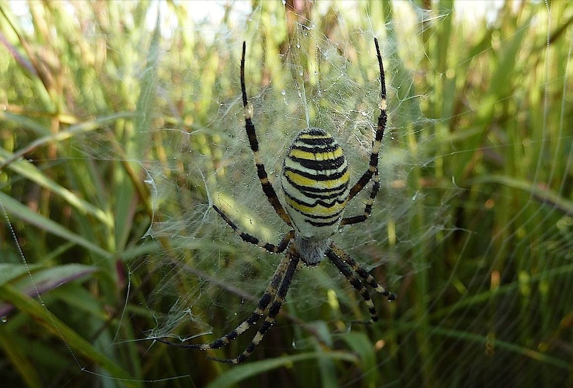 Цветочный желтый паук. симпатичный и коварный. паук с желтыми полосками. опасен ли для человека
