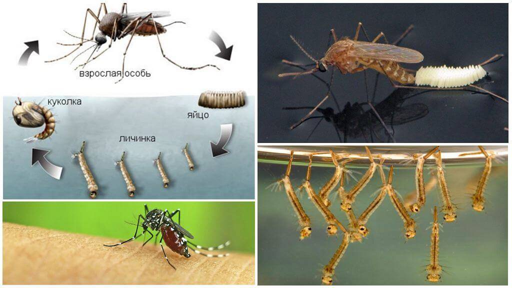 Сколько живет комар? жизненный цикл и продолжительность