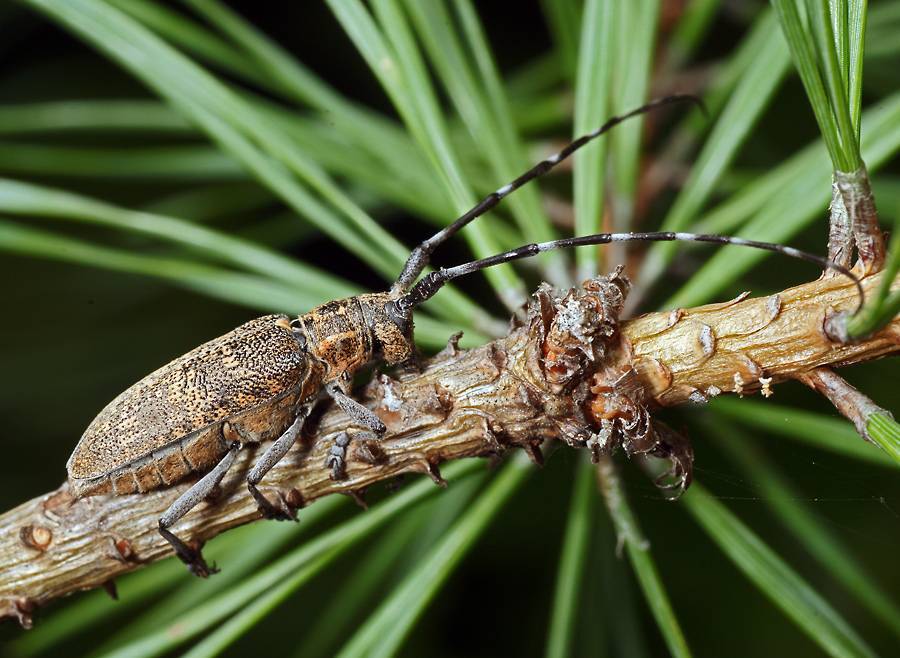 Жук-усач, характеристика и образ жизни насекомого с длинными усами