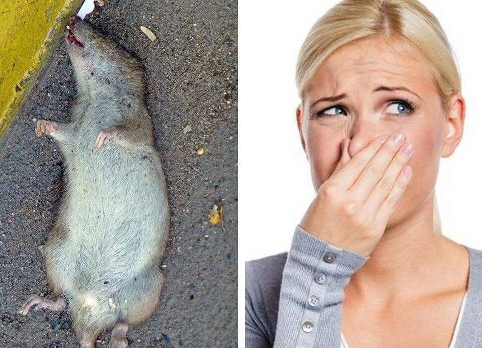 Как избавиться от запаха мышей в доме народными и химическими средствами