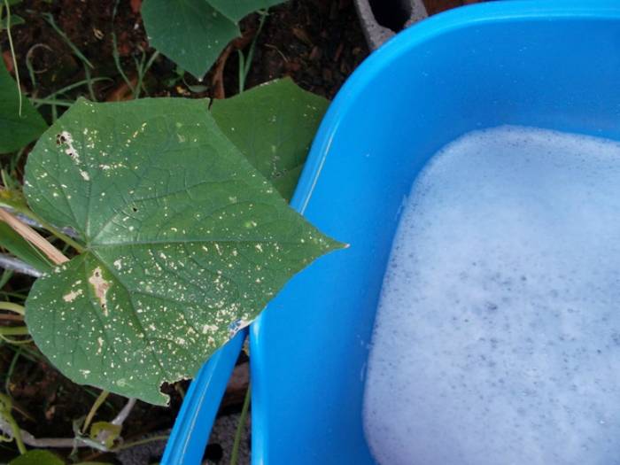 Хозяйственное мыло от тли. как использовать хозяйственное мыло от тли. в статье рассказано, как с помощью обычного хозяйственного мыла можно уничтожить тлю на растениях.