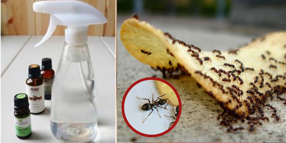 Как избавиться от муравьев на кухне – эффективные способы