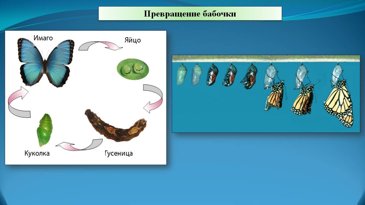 Гусеница - это личинка бабочки: разновидности, жизненный цикл, питание
