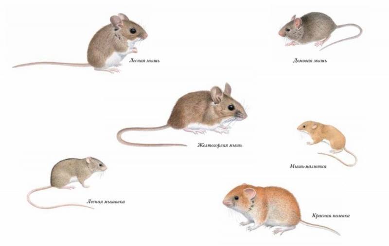 Описание черной мыши, ее поведения, чем грозит появление мышей в доме 2021