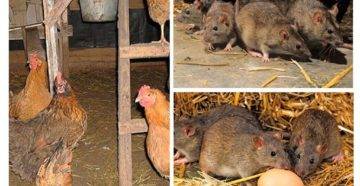 Надёжные способы избавления от крыс в курятнике