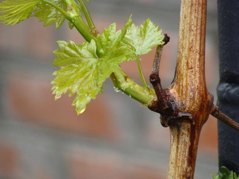 Как избавиться от паутинного клеща на винограде