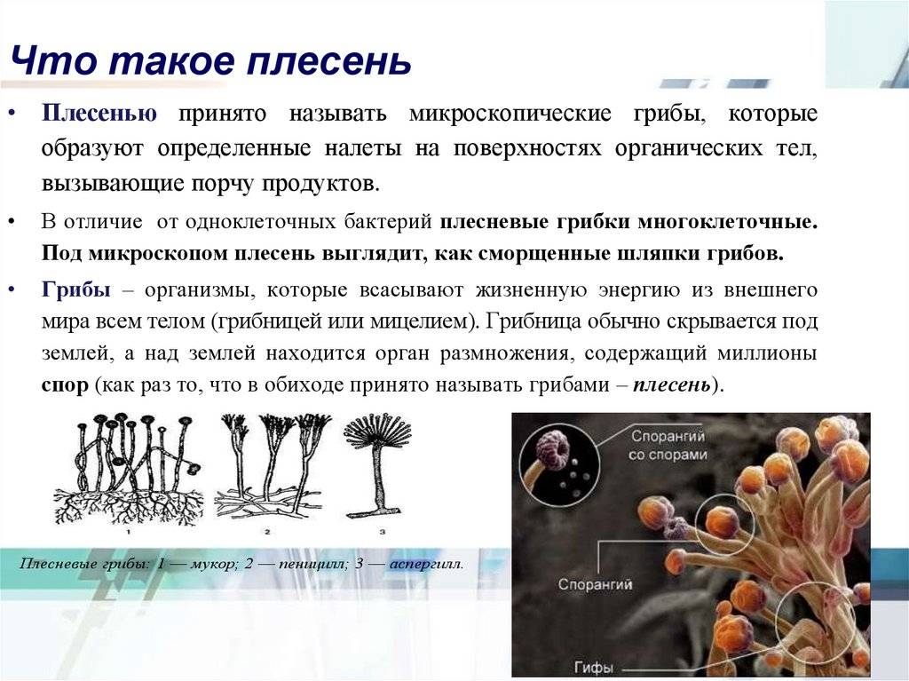 Какую роль играют плесневые грибы в природе
