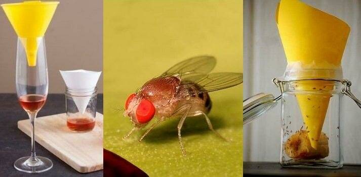 Как избавиться от мух дома - обзор лучших народных средств и инсектицидов