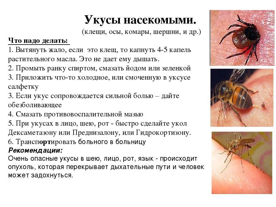 Укусы насекомых: кто укусил, как выглядят на теле. что делать при опухоли, покраснении, аллергии - medside.ru