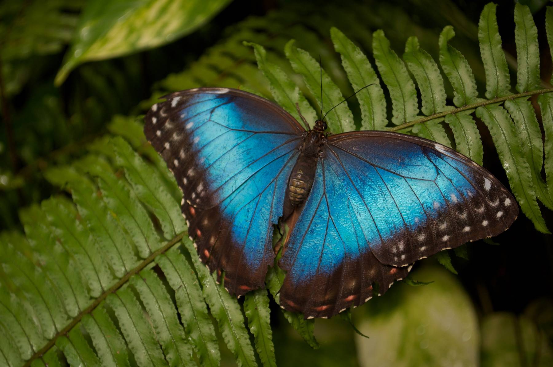 Морфо дидиус: фото, образ жизни и развитие самой красивой бабочки тропического леса