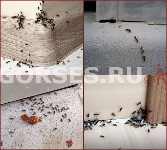 Как избавиться от муравьев в деревянном доме своими силами