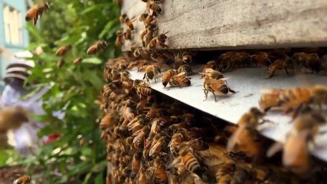 10 катастрофических последствий от исчезновения пчел на земле