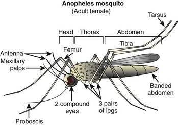 Продолжительность жизни комаров, причины появления в доме и способы борьбы с ними