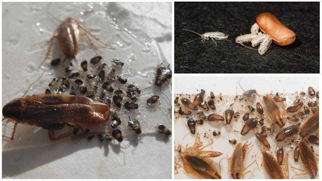Как выглядит таракан – найдем отличие десяти представителей тараканьего семейства и их потомства