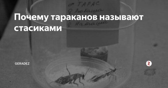 Почему тараканов называют стасиками