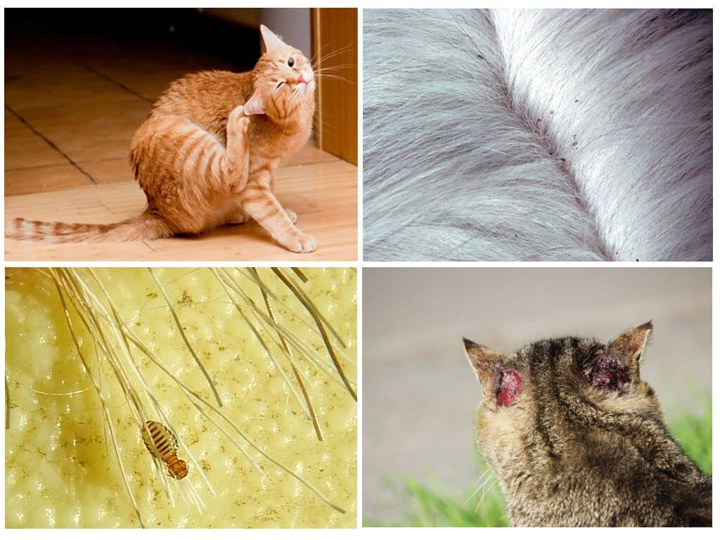 Как избавиться от вшей и блох у кошки в домашних условиях