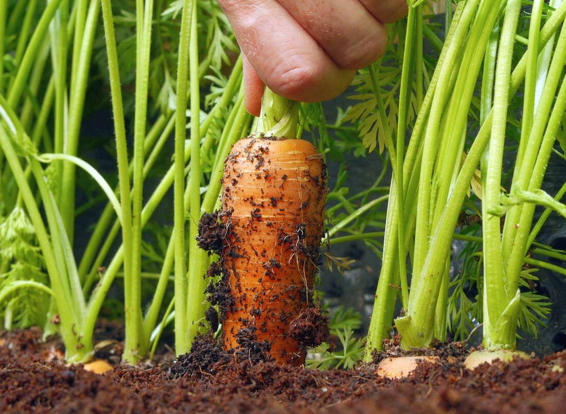 Мошка на моркови – морковная муха, тля