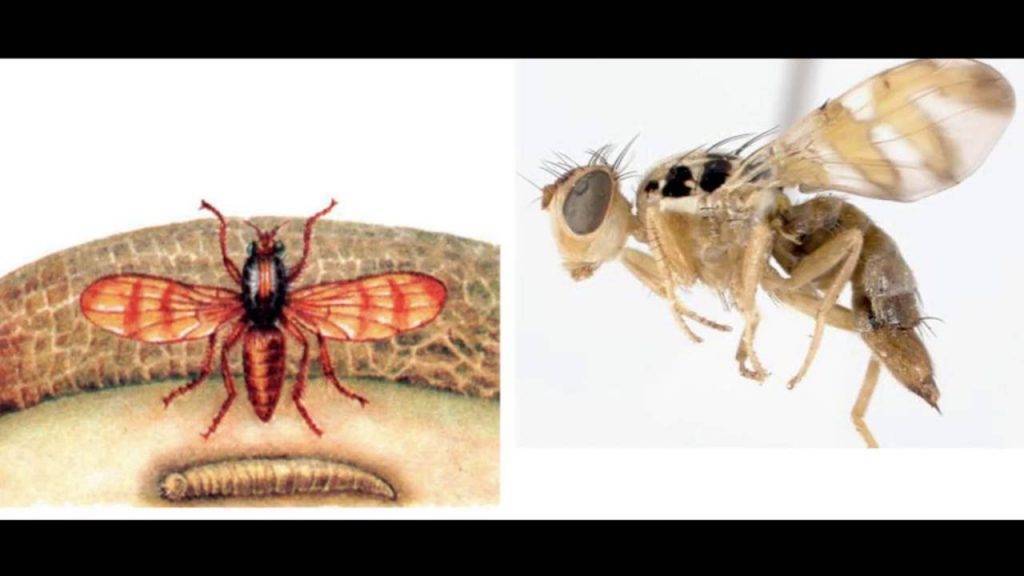 Борьба с мухами на даче с помощью химических и народных средств