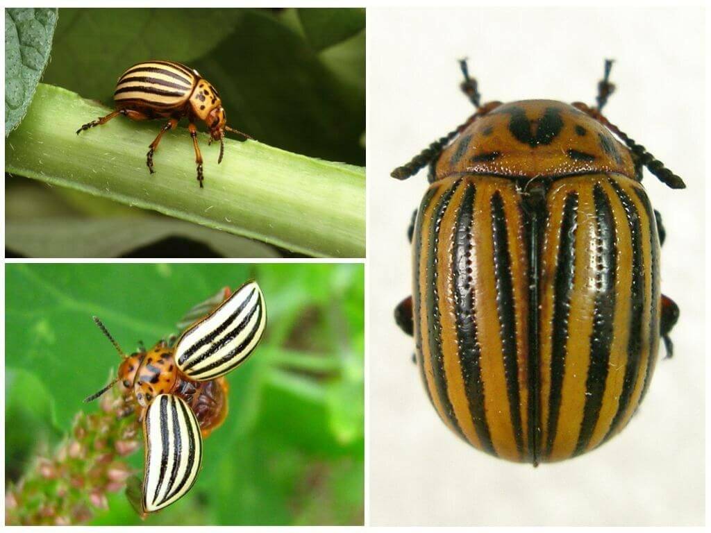 Колорадский жук насекомое. описание, особенности, образ жизни и среда обитания жука