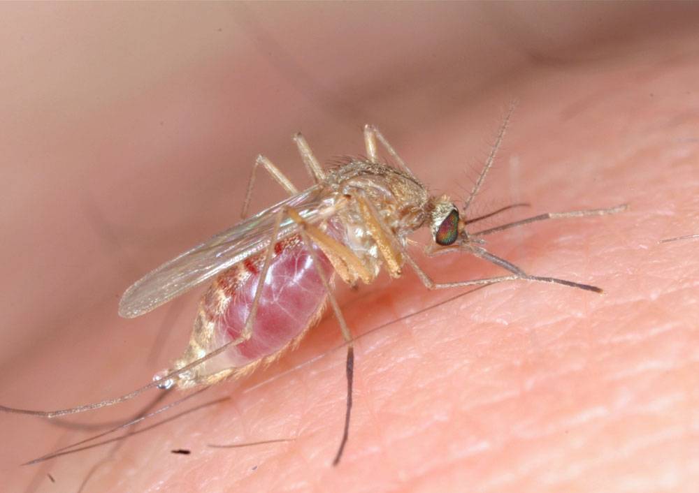 В новой зеландии нет комаров, как возникло данное утверждение
