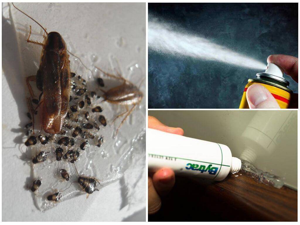 Чего боятся тараканы — обзор разных средств, от полыни до аквафумигатора