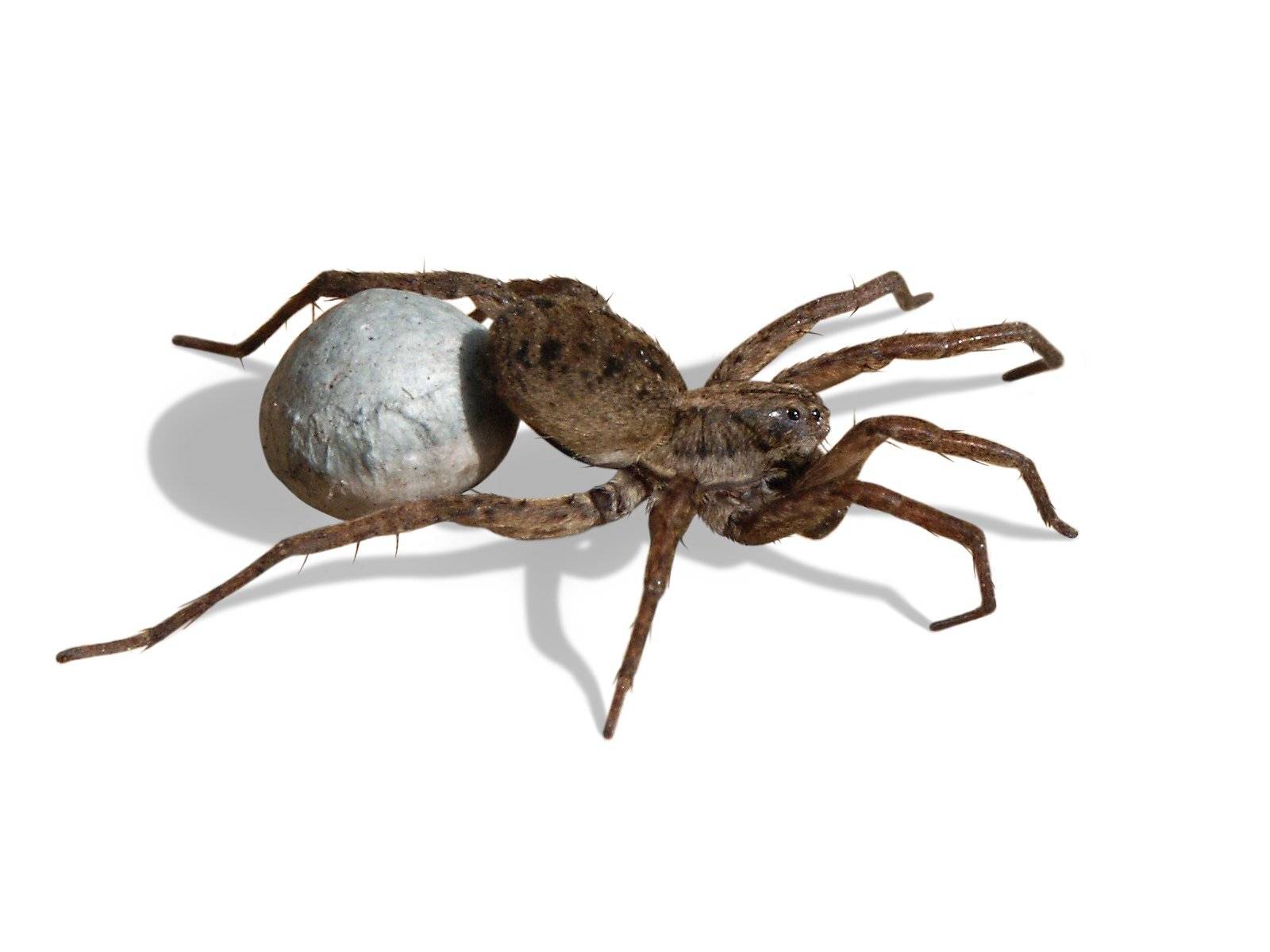 Как рождаются пауки: от кладки яиц и до вылупления. сколько паучиха может родить паучат за 1 раз