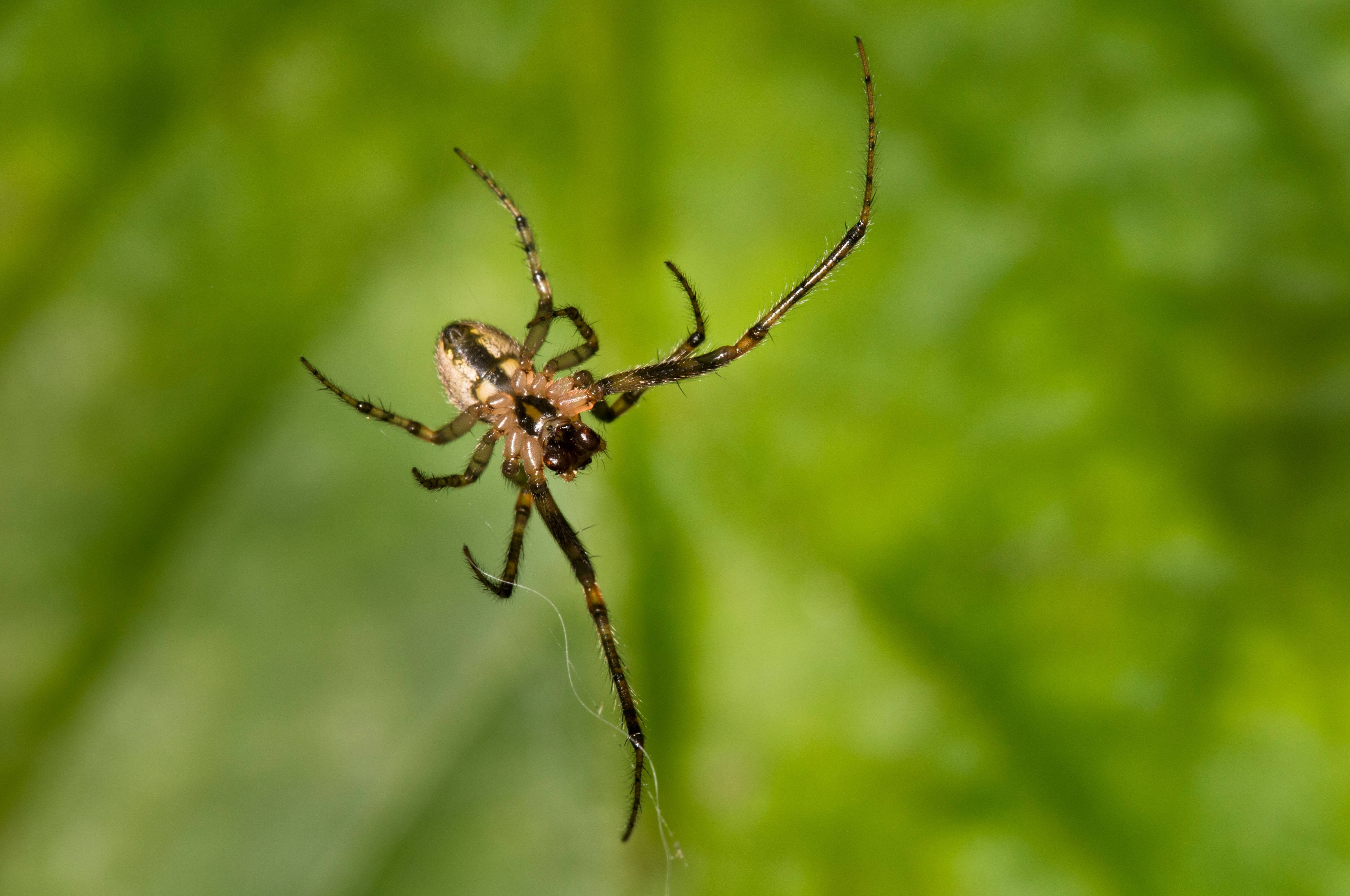Разновидности пауков фото с названиями и описанием