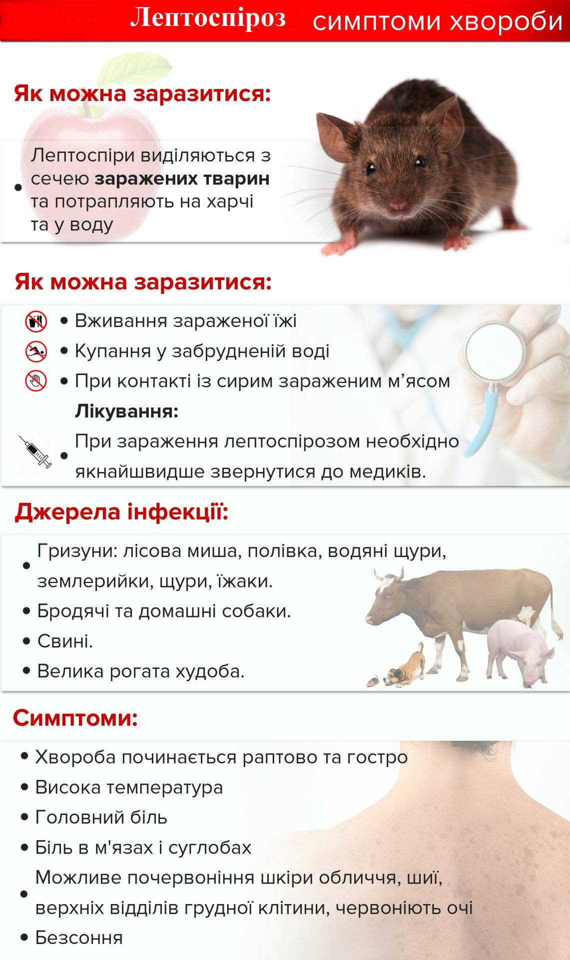 Болезни переносимые грызунами, опасные для человека и животных — симптомы, лечение, препараты, причины появления