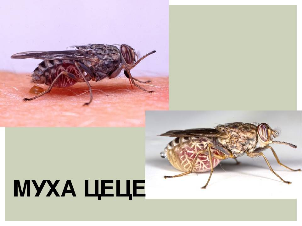 Как выглядит муха цеце, где она обитает и чем опасна. описание и фото мухи цеце