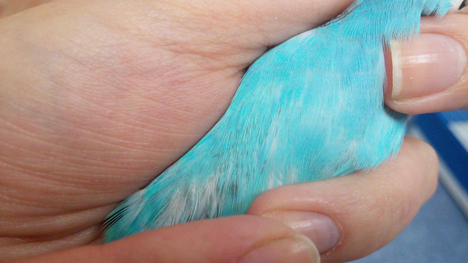 Блохи у попугаев волнистых: симптомы и лечение чем выводить?