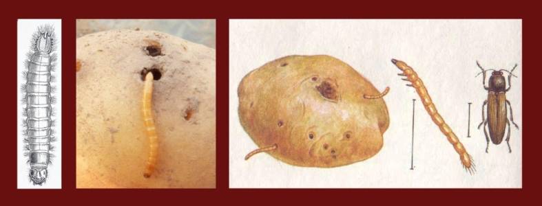 Проволочник — беспощадный вредитель картофеля